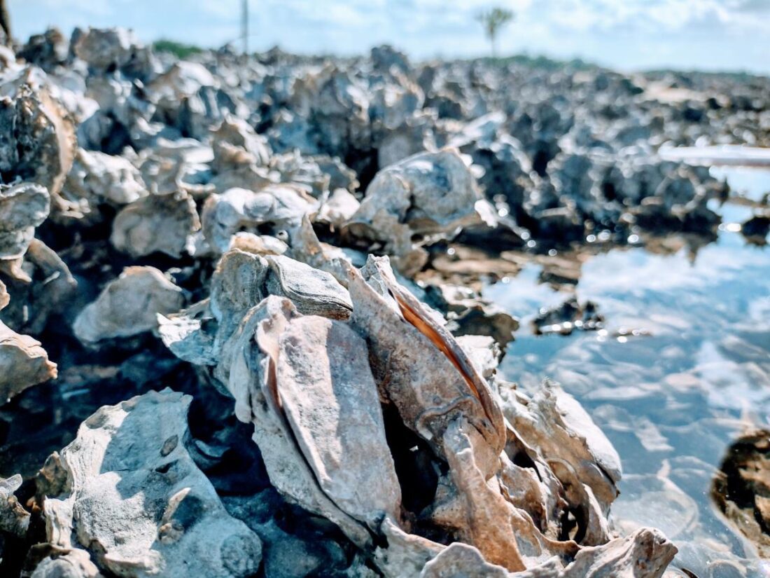 Volunteers sought for oyster program | News, Sports, Jobs - SANIBEL-CAPTIVA - Island Reporter, Islander and Current - Vimarsana News